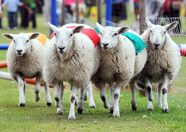 lamb national peterborough